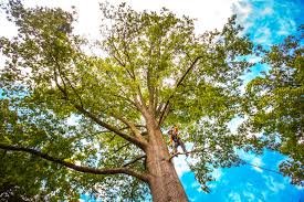 Shallotte, NC Tree Services Company